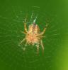 Araneus diadematus